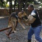  Darwinson hace saltar a Sasha, una pastor alemán, mediante sonidos y metodología de instinto.  