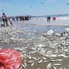  Decenas de personas se lanzaron a la playa a recoger los peces. 