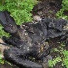  El hallazgo del animal lo hizo un seguidor de la Fundación Cóndor Andino del Ecuador. 