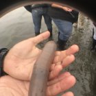  Estos gusanos marinos existen, segpun la ciencia, desde hace unos 300 millones de años. 