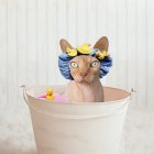  Referencial. El gato sufrió 35 minutos dentro de la lavadora, tiempo que duró el ciclo de limpieza. 