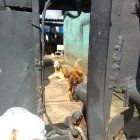  Los moradores del sector dijeron que escuchaban a los canes llorar todo el tiempo. 