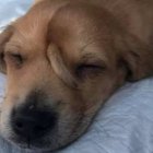  Los especialistas que lo atendieron llegaron a la conclusión de que no había necesidad de extirparle la cola extra al animalito, pues este no sentía ningún tipo de dolor. 