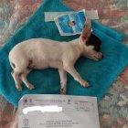  El cachorro tras las detonaciones comenzó a convulsionar lo que le provocó daños en su cerebro. 