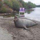  Un biólogo explica el evento inusual que maravilló ayer a esa población de vía a la costa. 