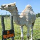  Casper es el animal más viejo del zoológico Tiger Truck Stop. 