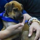  Los perritos serán cuidados por una persona en especial en cada sitio al que fue asignado. 