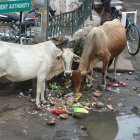  Las vacas se alimentan de basura en las calles de India. 