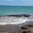  El mamífero llegó con vida a la orilla y se presume que fue arrastrado por la corriente. 