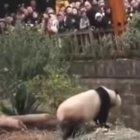  En las imágenes se observa a un guardia intentando rescatar a la menor, que cayó en el hábitat de unos osos panda. 