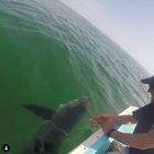  El agua que entró a las branquias del tiburón le permitió recobrar estabilidad.  