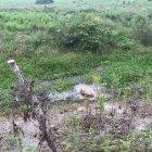  En un saco de yute fue encontrado el cuerpo del joven desaparecido en El Empalme. 