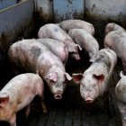  Según los investigadores, el estudio podría permitir comprender mejor el cerebro, estudiando de qué manera se degrada “post mortem”. 