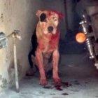  El pitbull que mató al niño quedó todo manchado de sangre.  