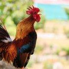  Referencial. Una sociedad protectora de animales rechazó el acto.  