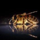  El personal de la aerolínea no tuvo otra alternativa que echarles agua. 