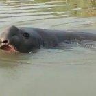  El mamífero, de casi tres metros de largo, fue visto en un estero del río Colorado, donde permaneció por unas horas. 