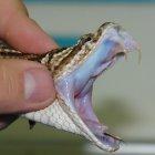  104 casos de pacientes afectados por mordeduras se presentaron en Guayas, hasta la semana 15 de 2017.  