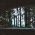  El árbol que colapsó era un ‘higuerón’. 