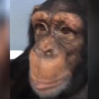  En el vídeo se observa al animal navegando en Instagram. 