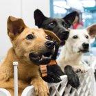  Tener un animalito en casa implica mucha responsabilidad.  