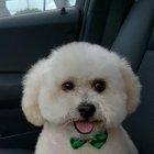  El perrito será valorado en un centro canino y en una clínica veterinaria para continuar con el proceso.  