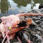  Un flamenco quedó sin vida junto a la laguna. 