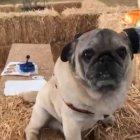  Conmovido por la situación del animalito, el alcalde de una comunidad chilena lo adoptará. 