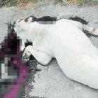  El perro fue disparado en los exteriores de la casa del servidor policial. 