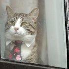  “Por lo menos el gato se salvó. Sí fue entregado, no sé si a un amigo pero salió ya de la embajada, posiblemente semanas antes” de que se terminara el asilo, dijo el abogado del activista . 