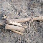  Entre los hueso había un fémur y varias costillas.  