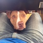  Los perros encuentran en el olfato el sentido de exploración.  