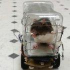  El estudio quiere explorar cómo se resuelve el estrés animal.  