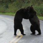  La famosa pelea ocurrió en una carretera de Canadá. 