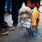  Este perro estaba vestido como Greta Thunberg con un cartel que decía ‘Huelga escolar por el clima’. 