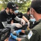  La fundación viene trabajando con el rescate y protección de esta especie desde hace varios años. 