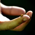  Una parafilia donde las personas provocan el deseo sexual por medio de los insectos.  