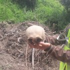  Entre los huesos encontrados había un cráneo y un fémur. 