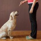  Estos resultados ponen en evidencia que el cuidado de los canes en nuestro hogar conlleva una gran responsabilidad de todos.  