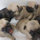  Los usuarios expresaron su gusto por el vídeo.  