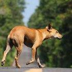  Referencial. Alrededor de 20 perros mueren en las calles de la capital. 