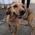  Campeón asistió al juicio a favor del maltrato animal en Costa Rica. 