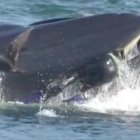  El hombre estuvo unos segundos en el interior del mamífero de 15 metros y 25 toneladas. 