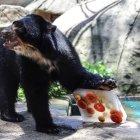  Un oso del Jardín Zoológico de Río de Janeiro, el más antiguo de Brasil, recibe bloques de hielo elaborados con sus alimentos habituales para combatir las elevadas temperaturas. 