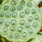  Este tipo de patrones se encuentran en imágenes reales o retocadas; en objetos, suelen estar presentes en las semillas de las flores de loto. 