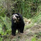  La iniciativa que se desarrolla desde el 2015 ha ofrecido diferentes actividades, entre estas, albergó una Conferencia Mundial de Osos el año pasado. 