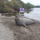  Según moradores y guardias del sector, el animal acuático llegó cerca de las 8:30. 