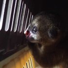  El espécimen recibirá una cirugía reconstructiva para que pueda regresar a su hábitat natural.  