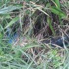  Parte del cuerpo estaba visible y otra parte estaba oculta por la espesa maleza. 