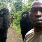  Los gorilas fueron rescatados a los cuatro meses. 